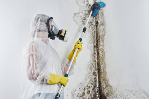 Best Mold Cleaning Services  in Ocean City, MD