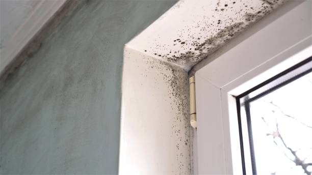 Best Toxic Mold Removal  in Ocean City, MD