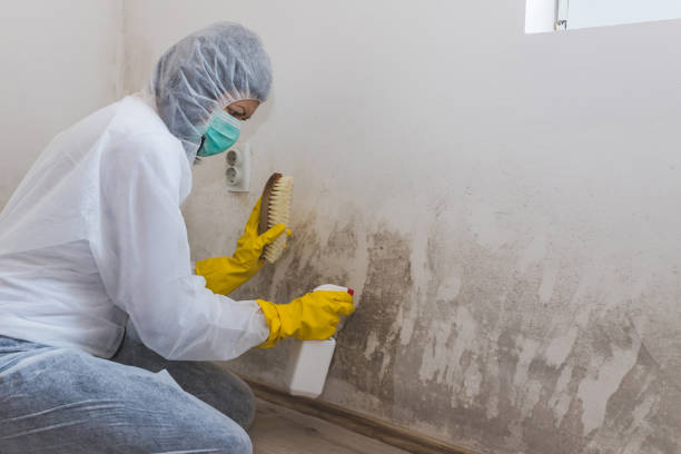 Mold Testing and Removal in Ocean City, MD