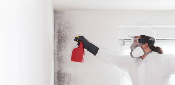 Trusted Ocean City, MD Mold Removal Experts